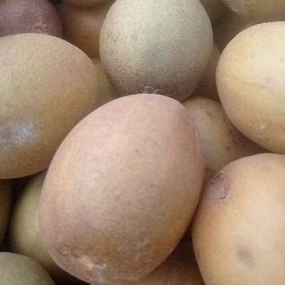

Sawo madu manis 1 kg
