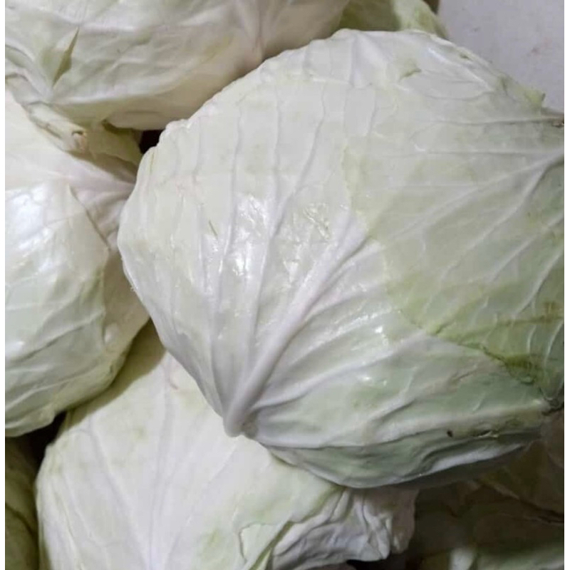 

sayur kol