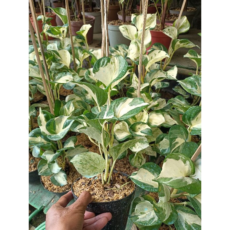 manjula photos merambat - tanaman hias - tanaman murah