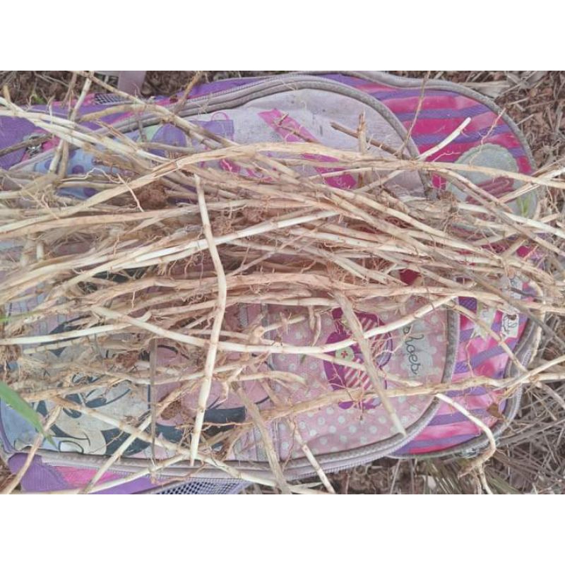 

AKAR ALANG ALANG SEGAR