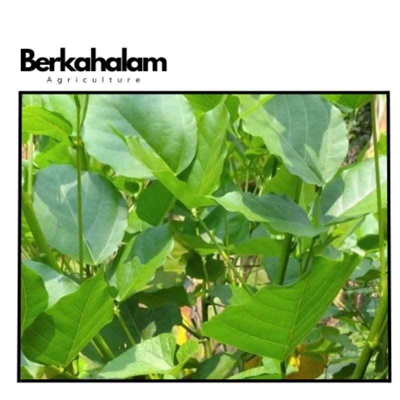 

daun dadap segar obat disentri 500gram