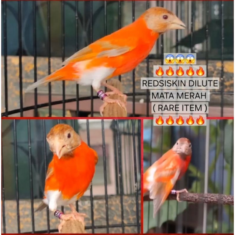 RED SISKIN DILUTE MATA MERAH (MAME) JANTAN Rare Item Gacor Pejantan Tangguh (Pernah Produk)