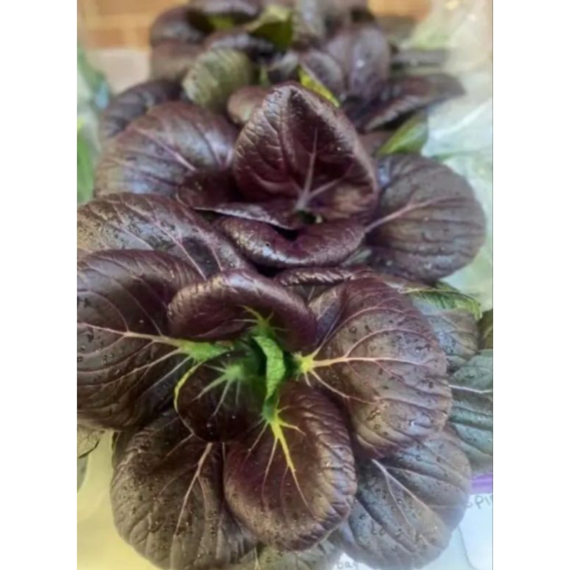 30 Benih Pakcoy Ungu