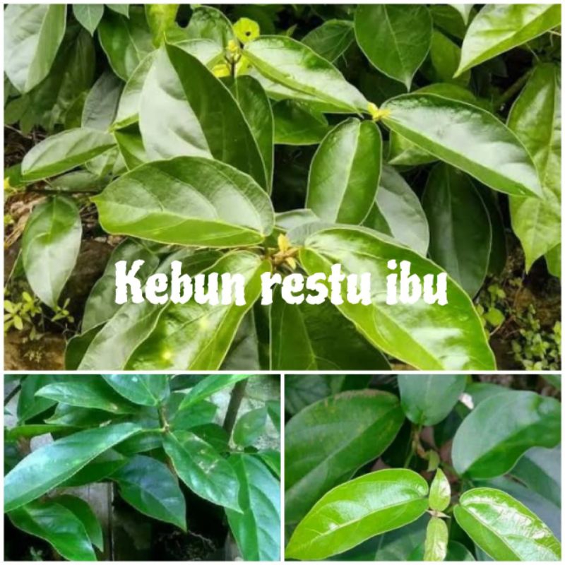 

Promo 100 lembar daun cincau hijau/kipasan segar fres