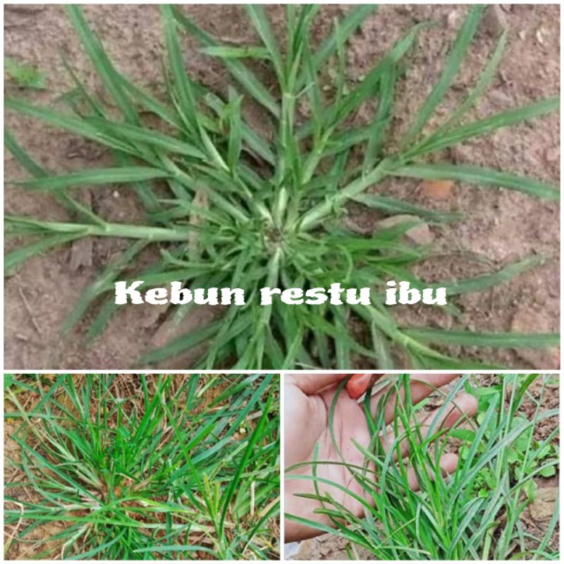 

Promo 200gr rumput belulang segar fres