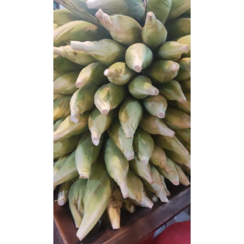 

Jagung Manis