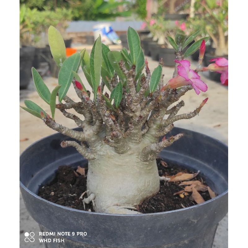 adenium godji, arabicum hybrid