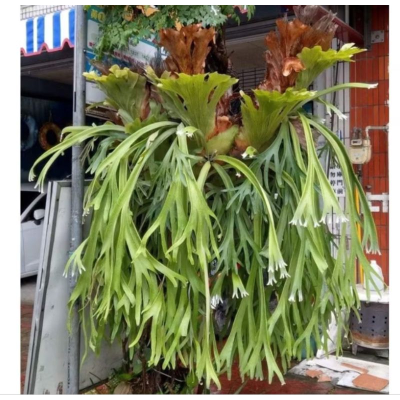 Tanaman kadaka Tanduk Rusa jumbo