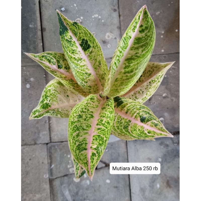 Aglonema Mutiara Alba