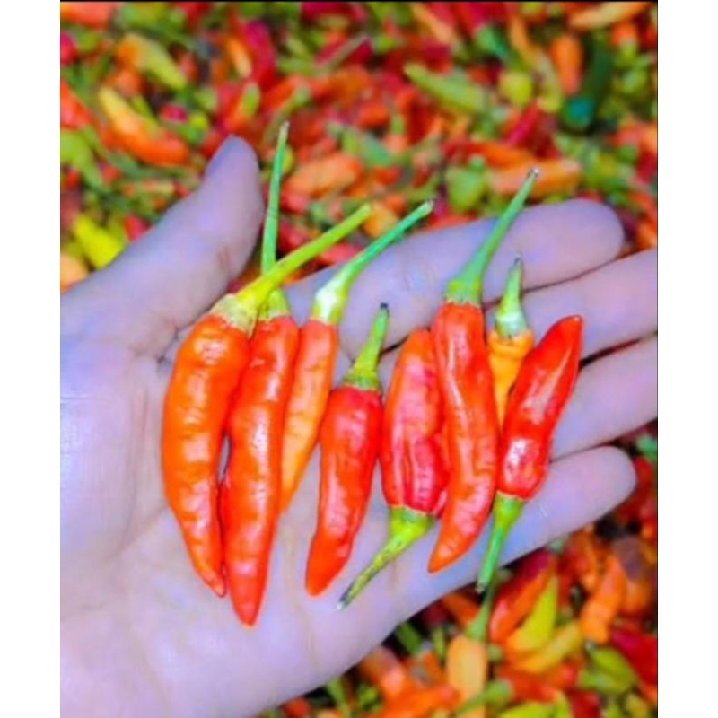 

CABAI RAWIT MERAH 1KG ORIGINAL TERMURAH