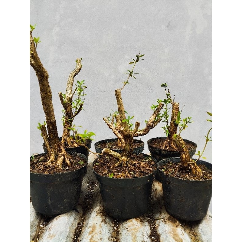 bonsai serbin, seribu bintang, serissa