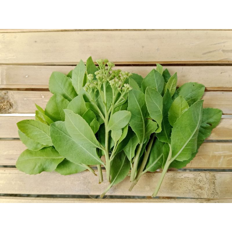 

Daun beluntas atau luntas segar 50 lembar