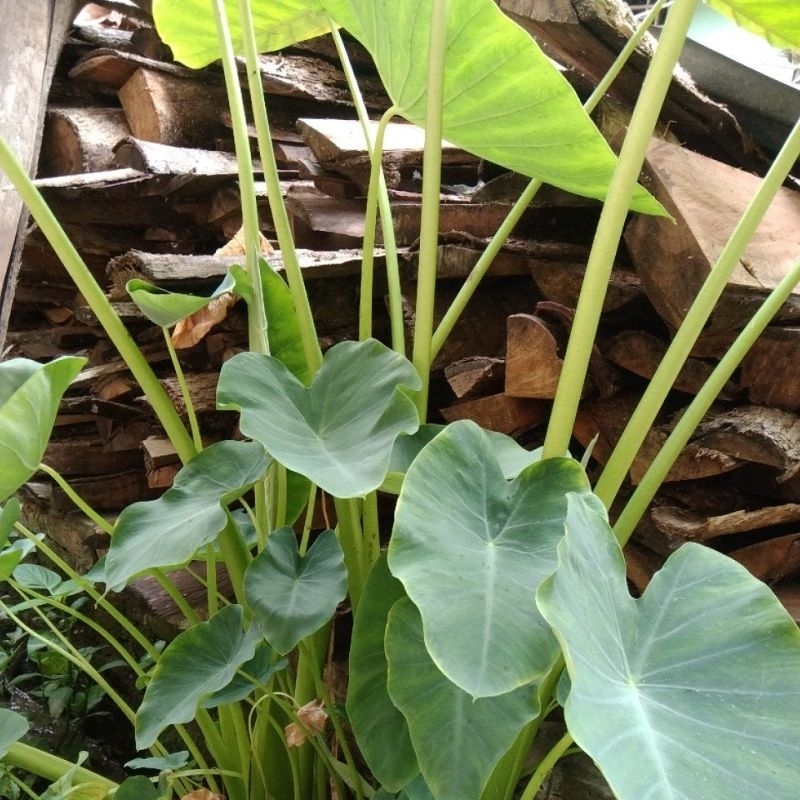 

Talas bogor sayur batang putih