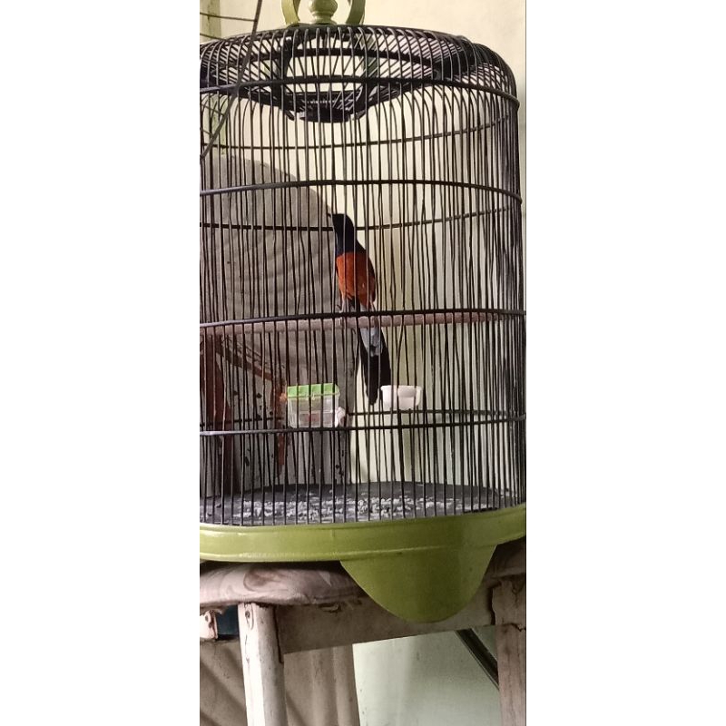 muray gacoran+sangkar baru