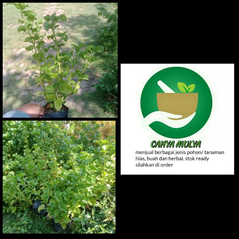 Bibit tanaman herbal bayam Brazil - daun bayam brazil