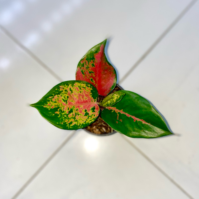 Aglaonema Kochin Brownies