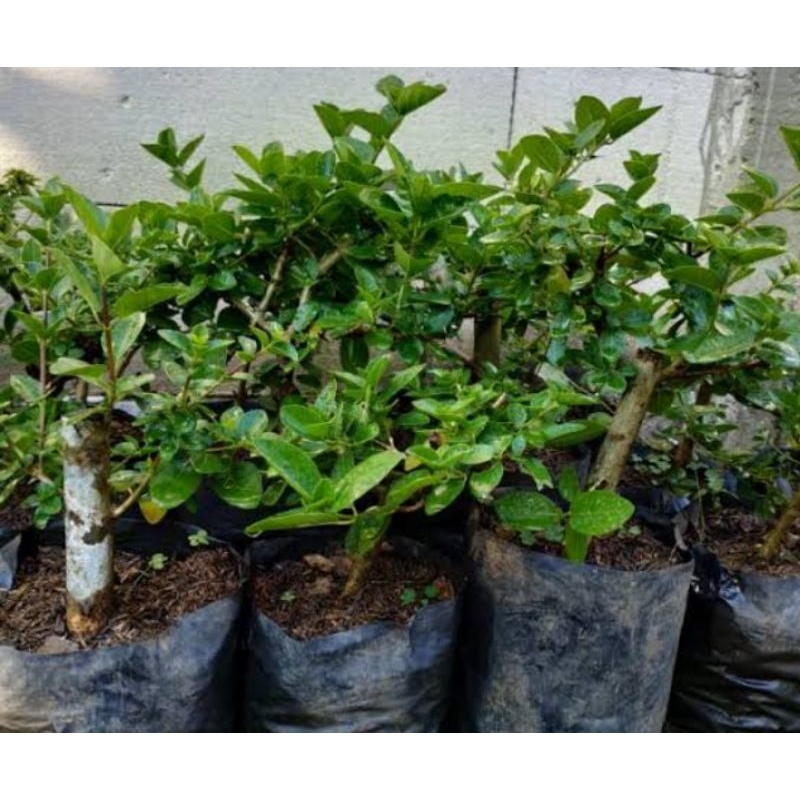 sancang/ bahan bonsai sancang/ bonsai ekonomis