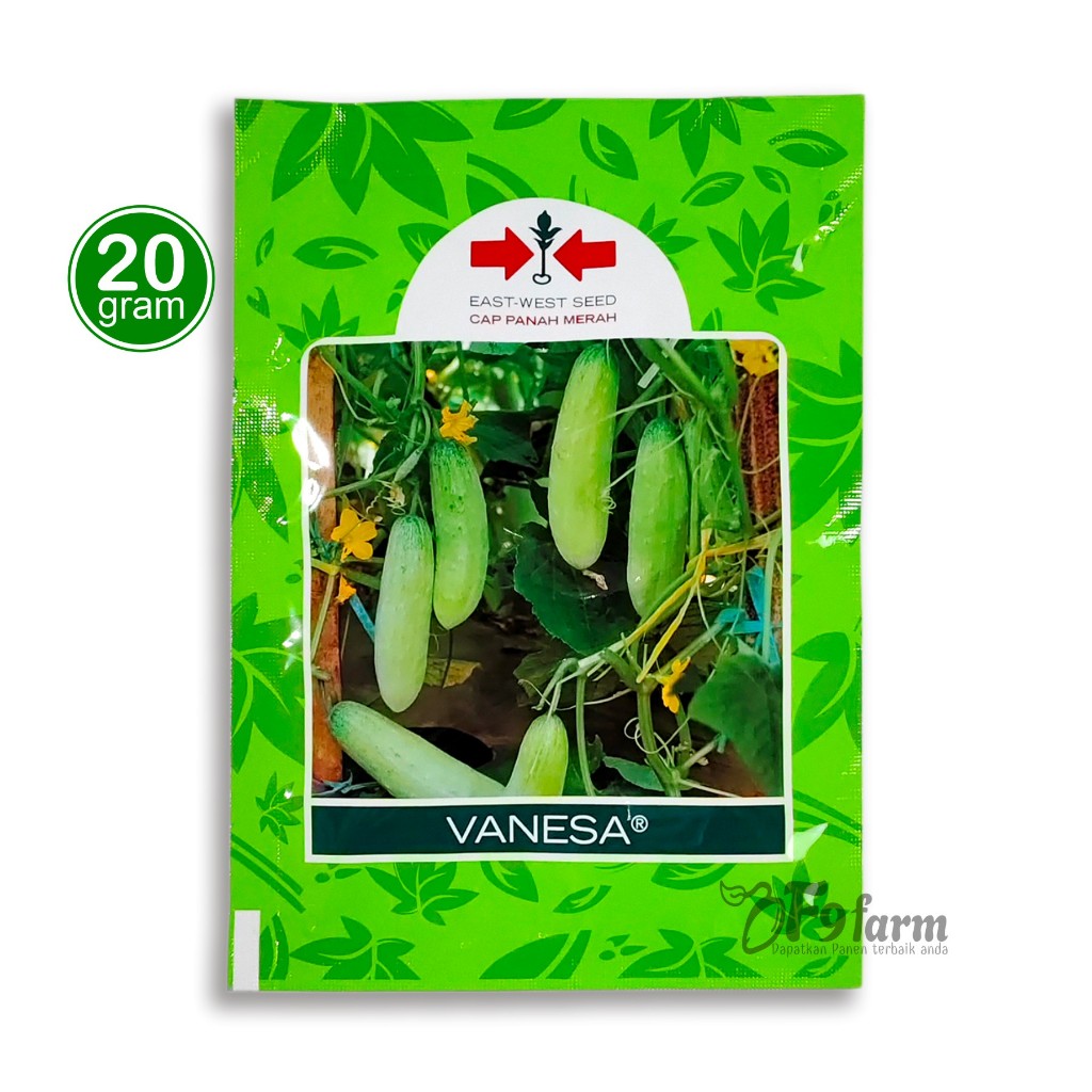 Benih Timun lalap - bibit mentimun hijau Vanesa panah merah 20 gram