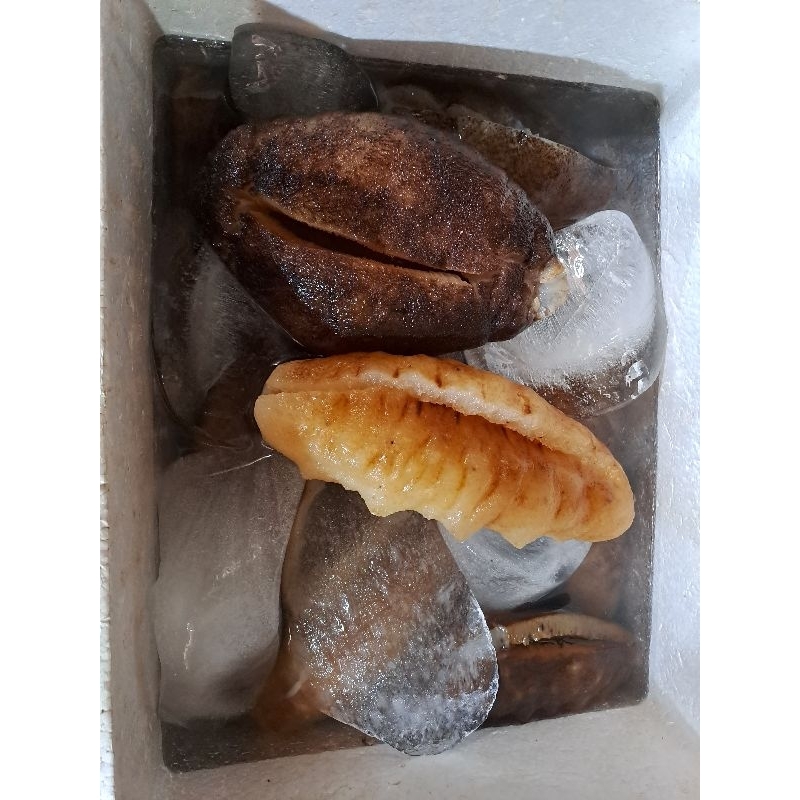 

Teripang fresh 500gram haisom haisem sea cucumber 500 gram tripang basah