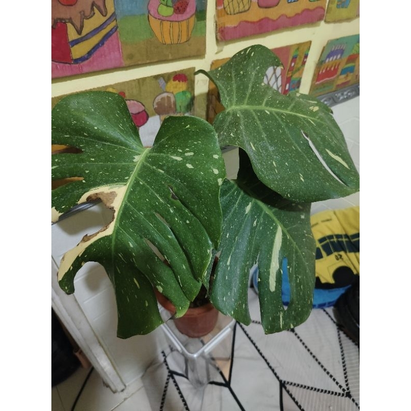 Monthai