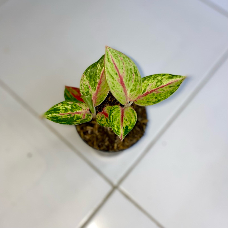 Aglaonema Red Imelda rumpun 2