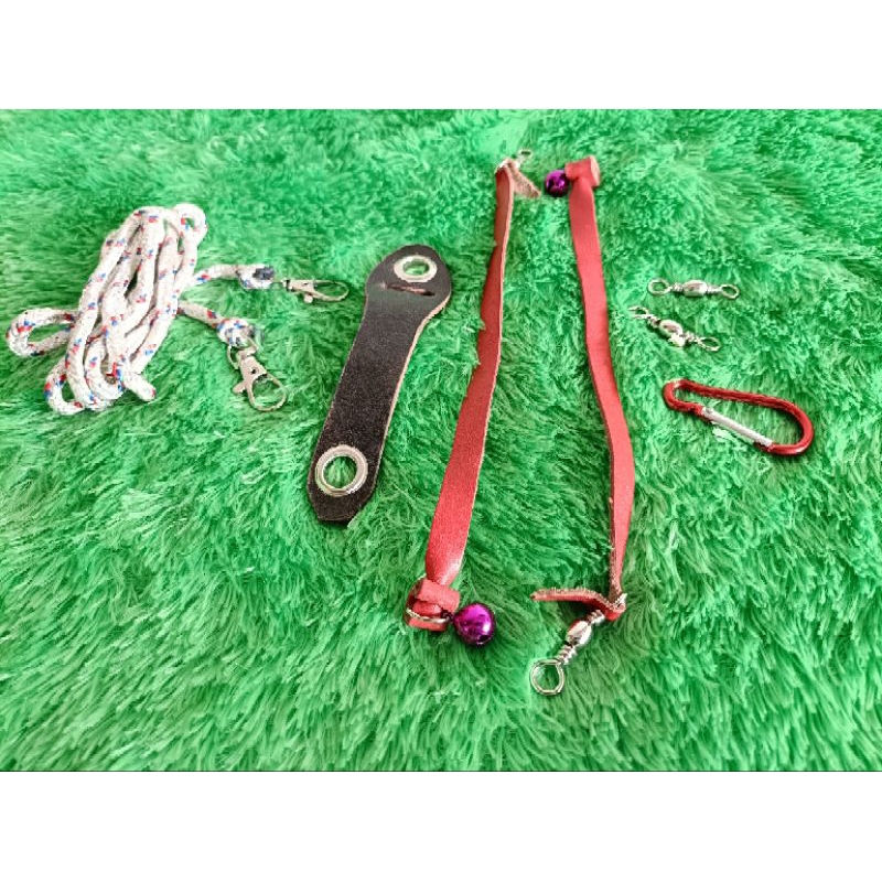 Angklet burung hantu Buffy.  tyto Elang CHE