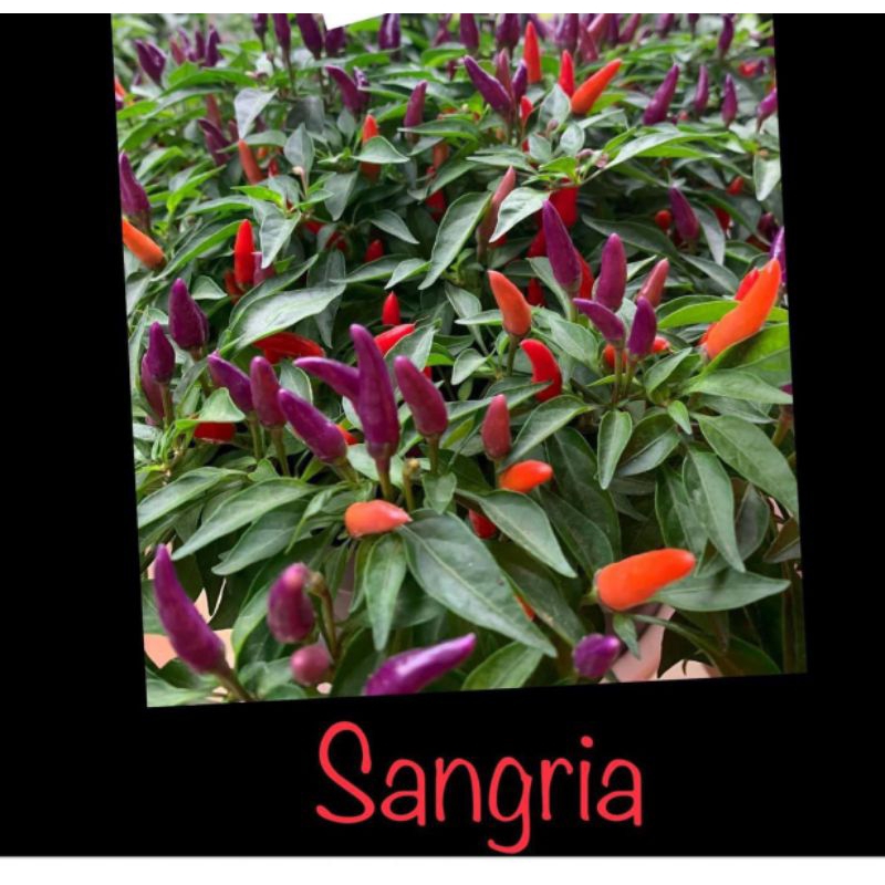 

Jual biji sangria (benih)