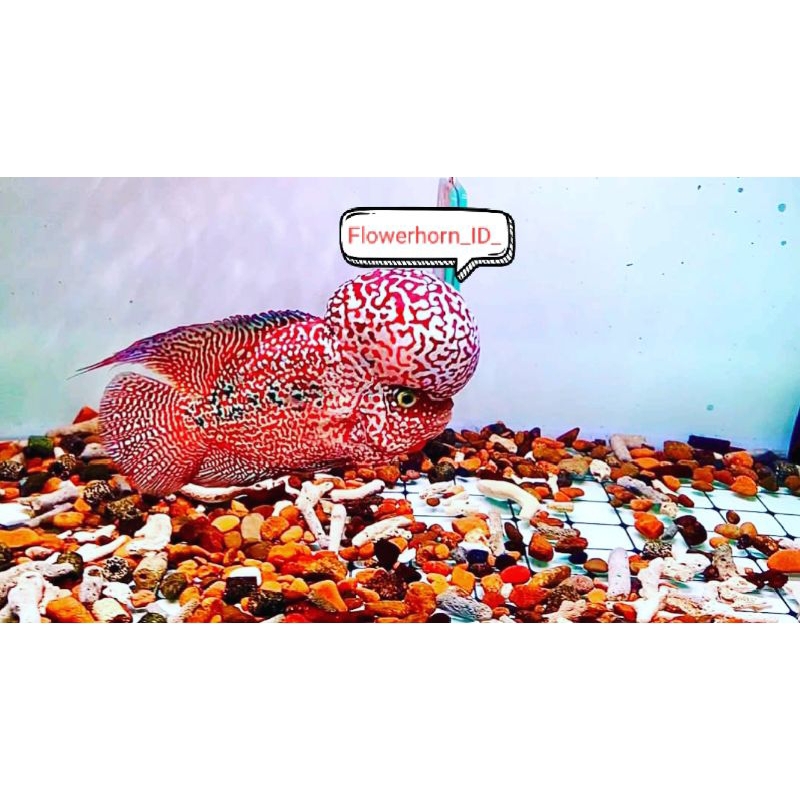 Burayak Louhan Kamfa F2 Redking VVIP Thailand