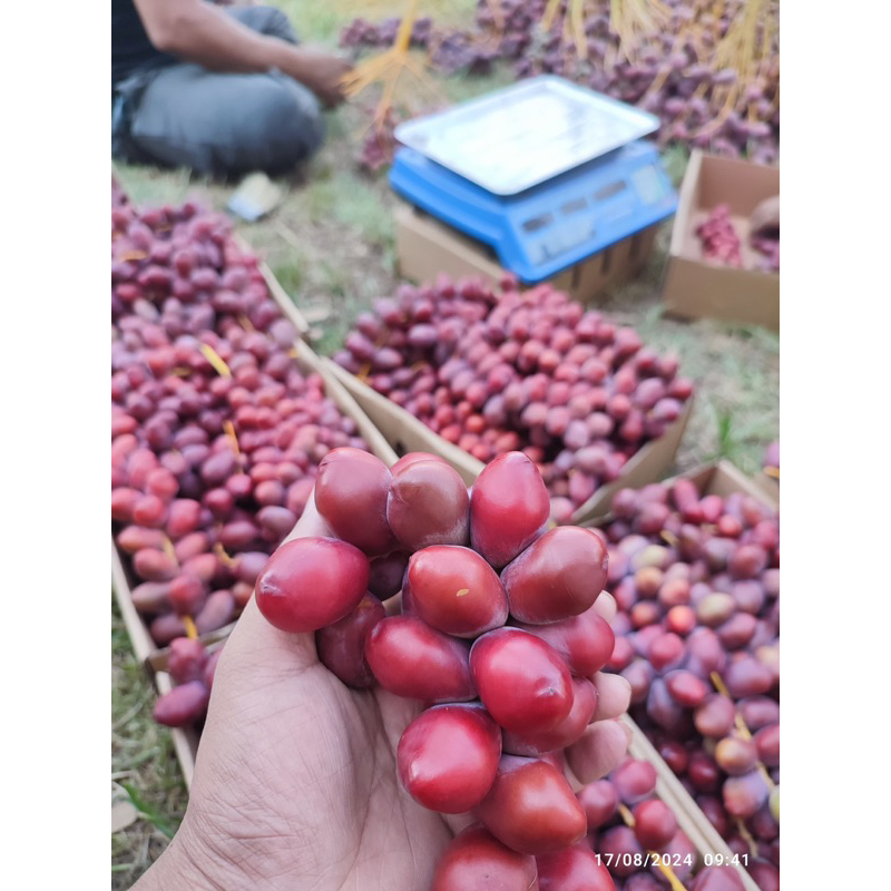

KURMA MUDA BARHEE MERAH SEGAR
