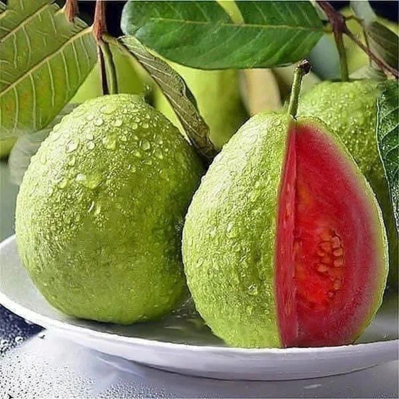 

Jambu merah segar langsung dari pohon