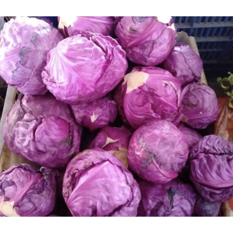 

Kol Ungu Import 1 Buah