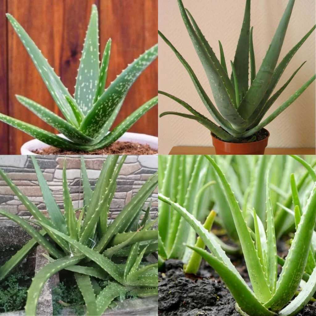 Bibit lidah buaya jumbo, Bibit lidah buaya super jumbo, Bibit lidah buaya besar