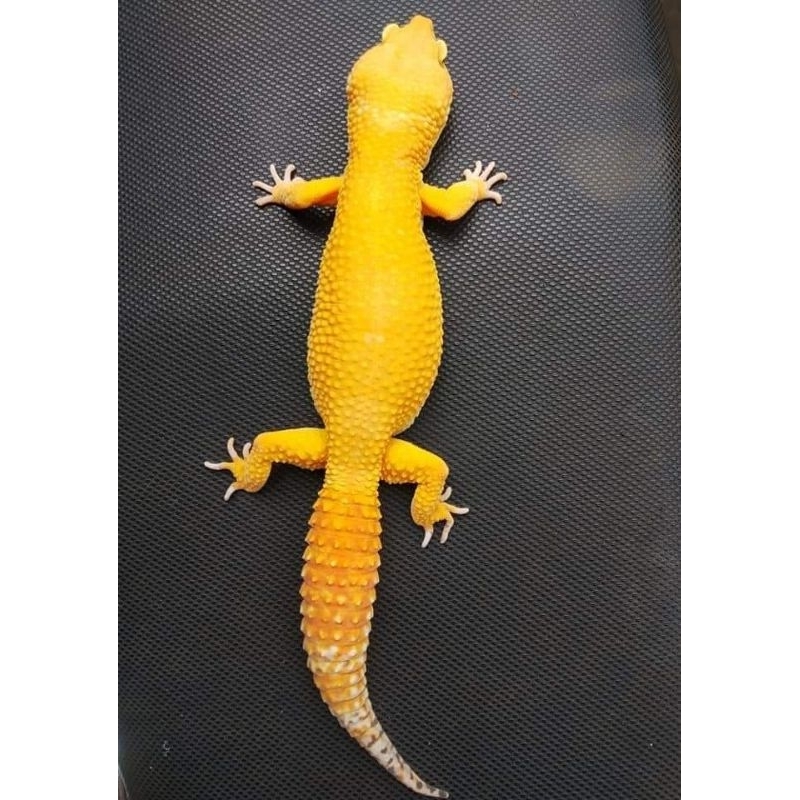 Mainan Gecko 25cm mulus