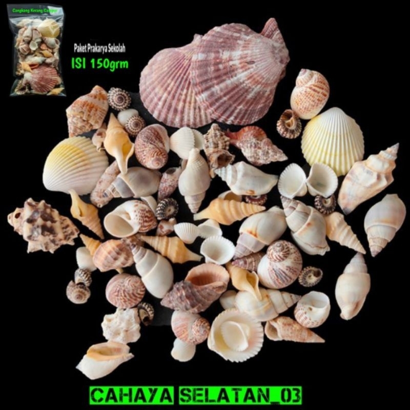 Paket Cangkang Kerang Campur Untuk Hiasan AQUARIUM Prakarya Anak Sekolah/Kerajinan Tangan