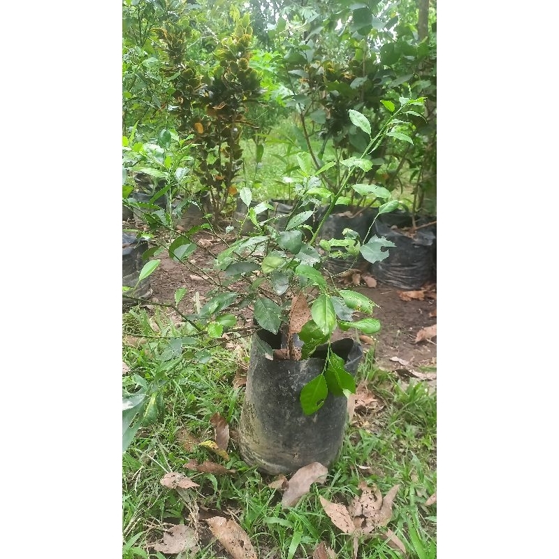 Bibit / Pohon Jeruk Kasturi / Jeruk Sonkit Ukuran Dewasa