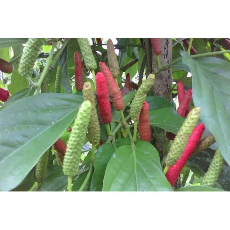 paket bibit cabe jamu ( 5 bibit cabe jamu)