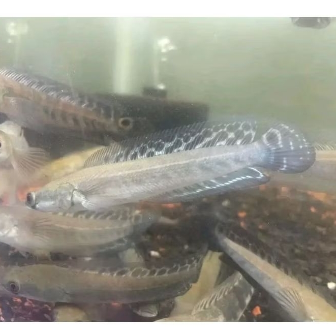 | Garansi | Yellow sentarum,maru ys,maru batik sortiran bar tebal 8-26cm