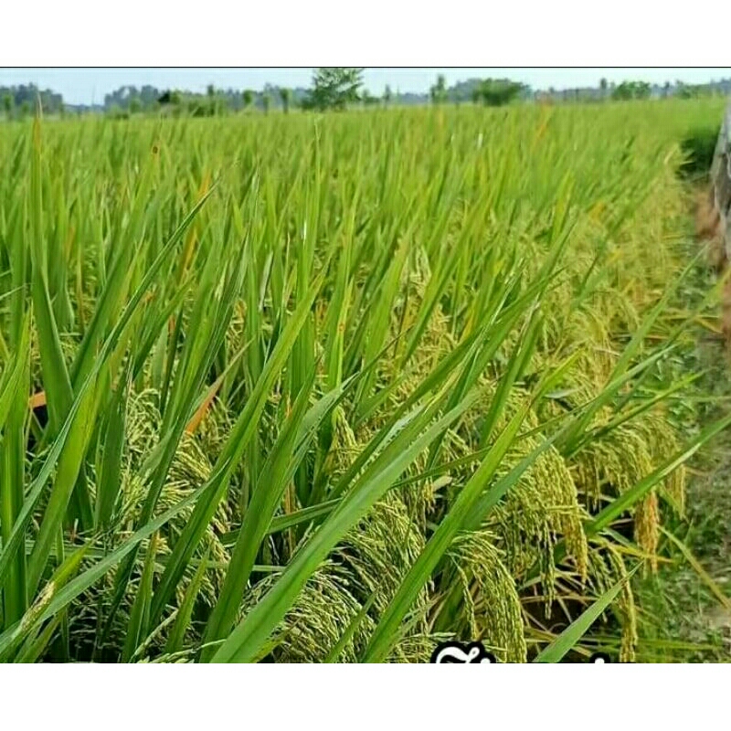 BENIH BIBIT PADI Amazone. 218. Anakan Super Bayak. per1Kg