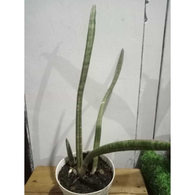 Sansevieria Hallii 'Lundi Bat'