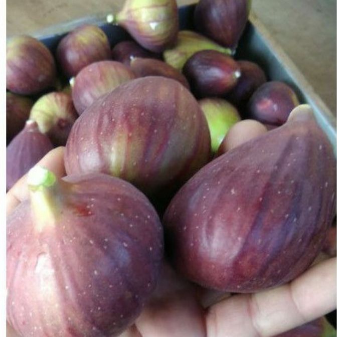 

HJ6 buah tin fAra 2grm