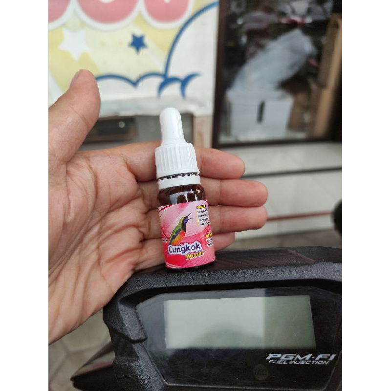 cucak cungkok vit voice, penggacor burung cucak cungkok