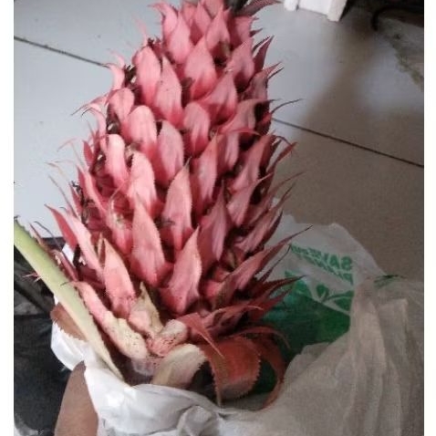 

Nanas muda,asli nanas hutan atau nanas merah