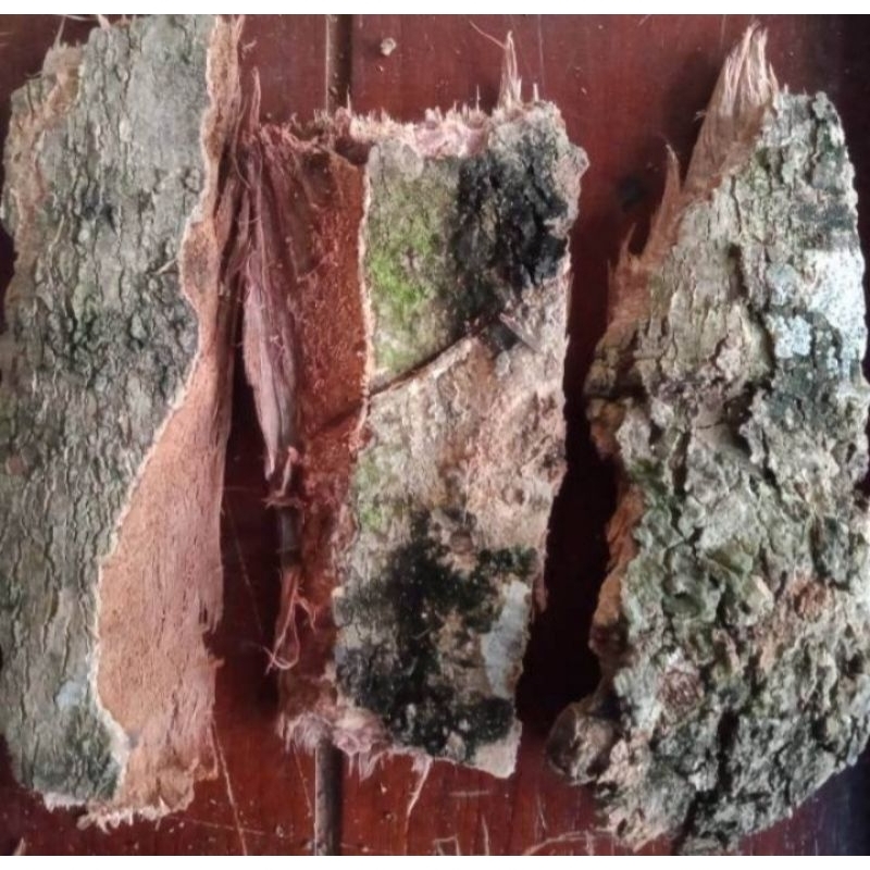 (BISA COD) kulit kayu pohon duwet juwet jamblang herbal