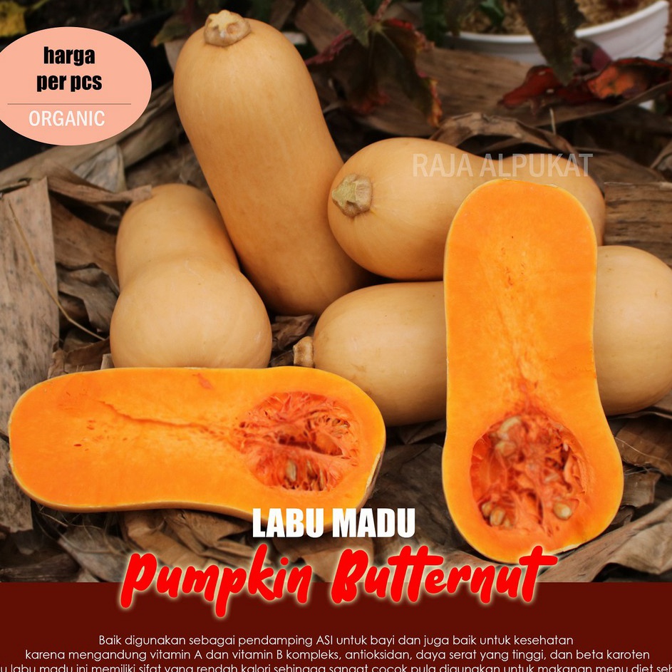 

Update Menarik Pumpkin Butternut Eksotis Butternut Squash Labu Madu Per Pcs MINI