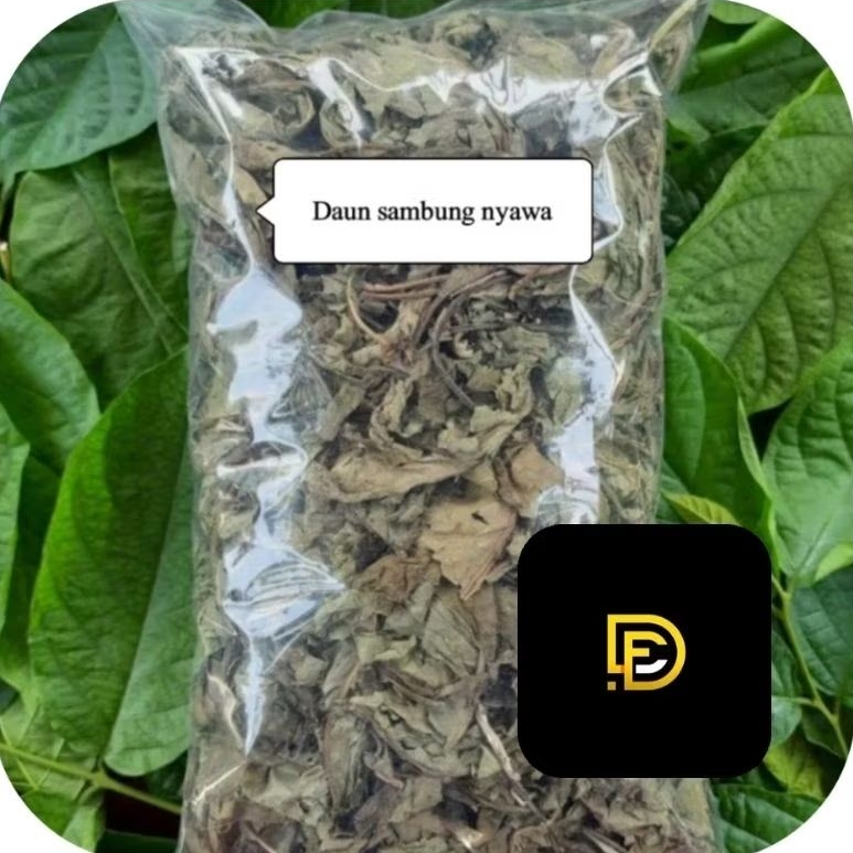 

Daun sambung nyawa daun sambung nyowo kering-az