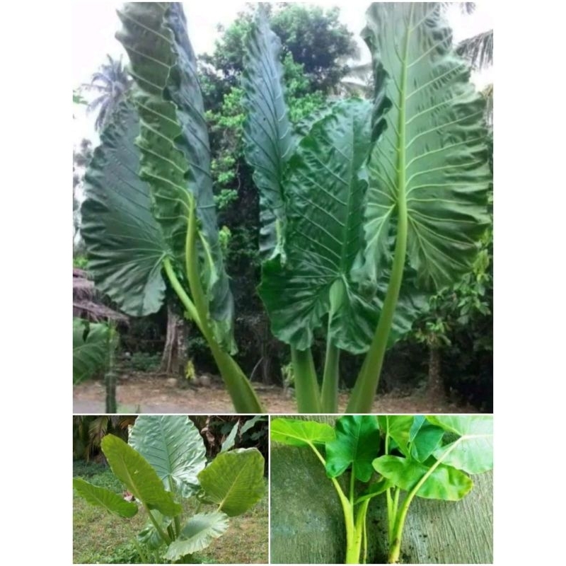 bibit talas sente hijau