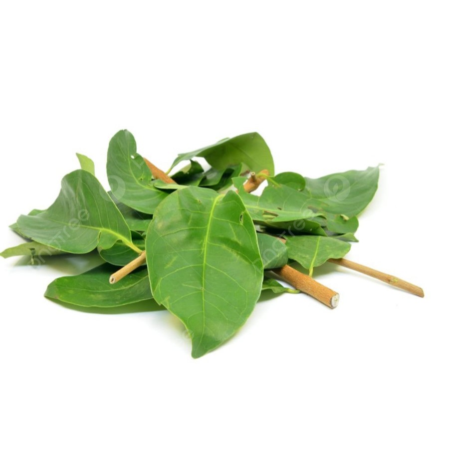 

Daun Salam Segar Fresh Bumirusa untuk asam urat