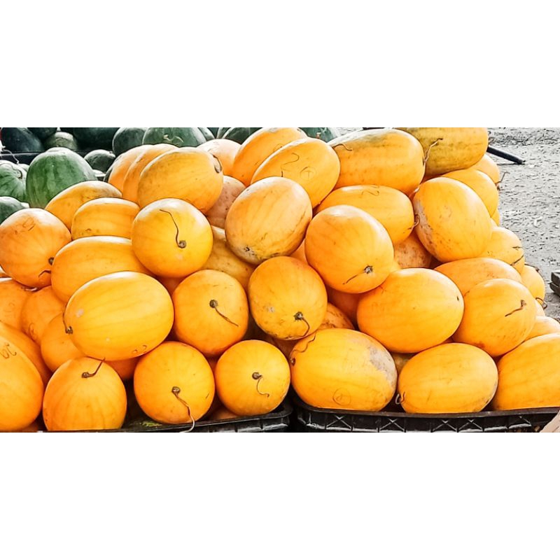 

Semangka Pokemon (Semangka Kuning) 2 kg