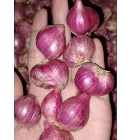

bawang merah best seller