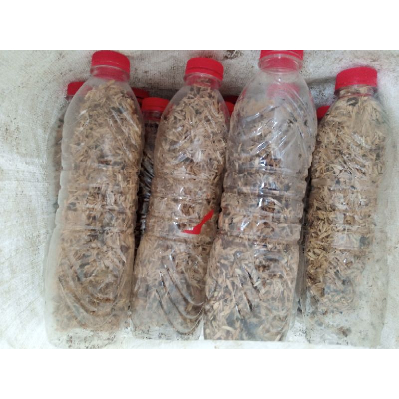 kecoa batu/umpan alam